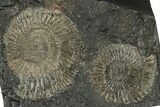 Fossil Ammonite (Dactylioceras) Cluster - Posidonia Shale, Germany #304983-1